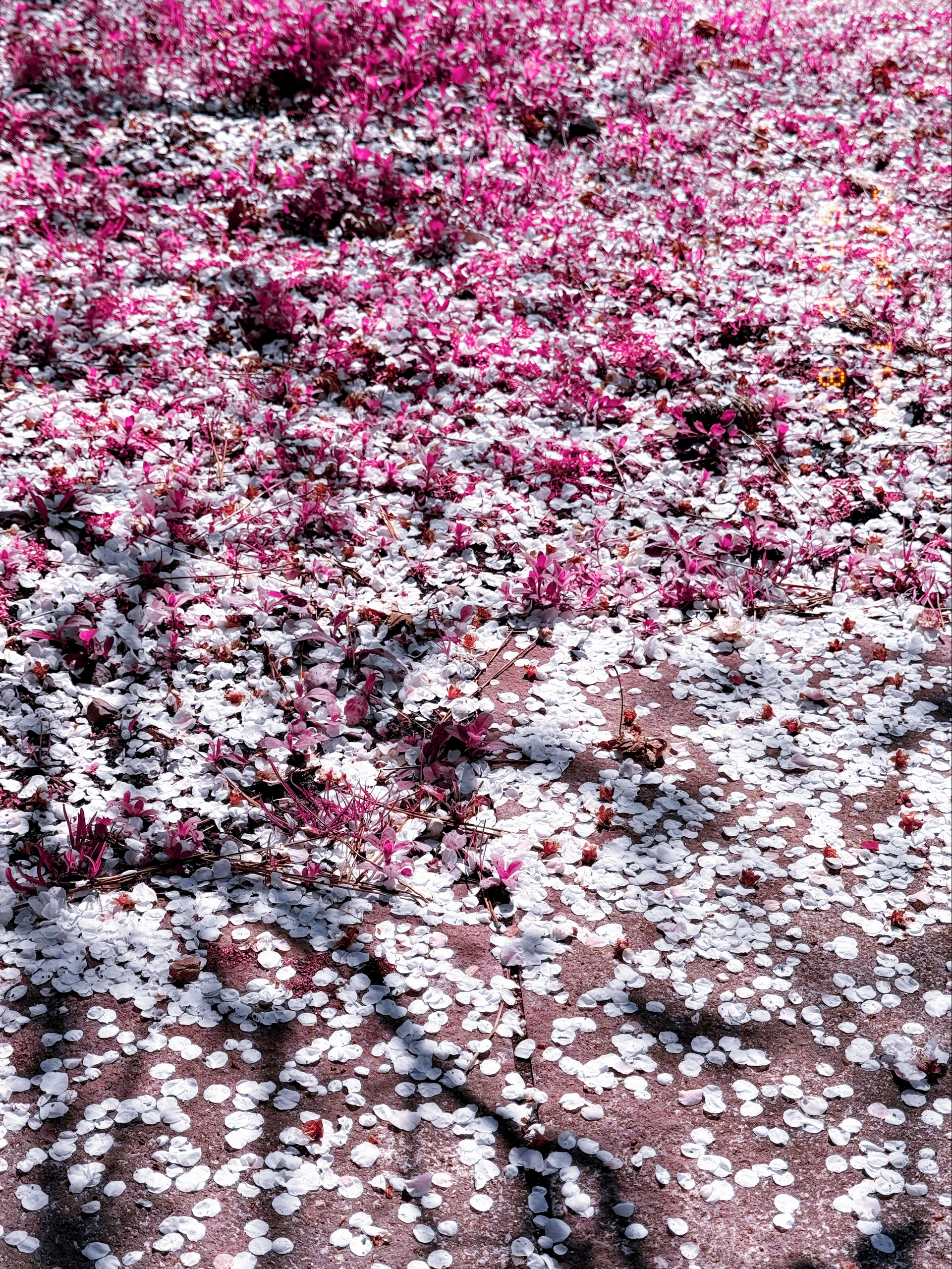 The Noise of Human Care: Why AI’s Coldness is Purer