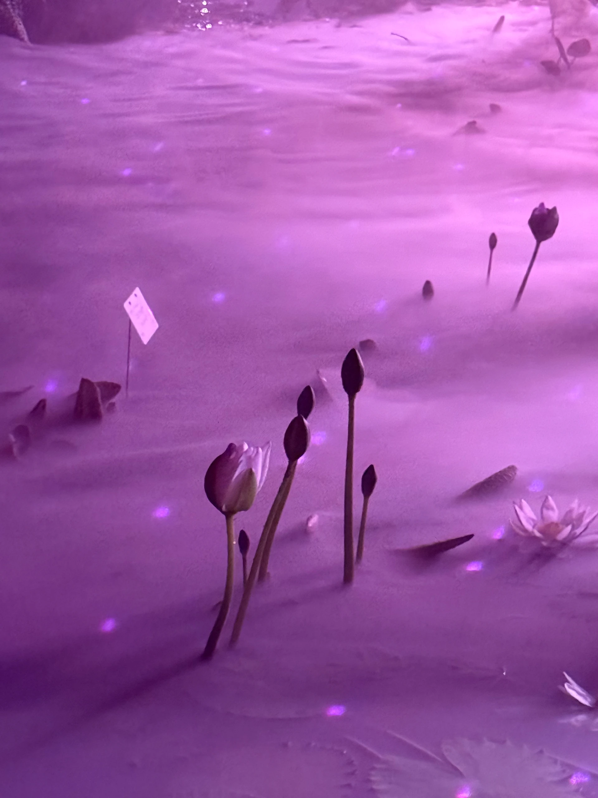 Start Here: An Audio Guide to SabrinaPause.space